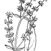 White Sage