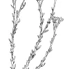 Golden Yarrow
