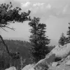 Black and white photograph of pine trees growing on the rocky side of a mountain with a forest in the background.