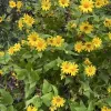 wildflowers