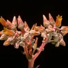 dudleya
