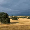 oak woodland