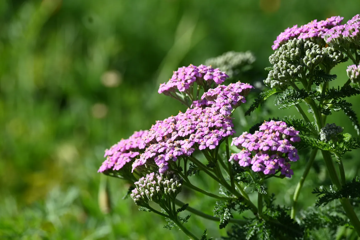 Island pink yarrow TEST