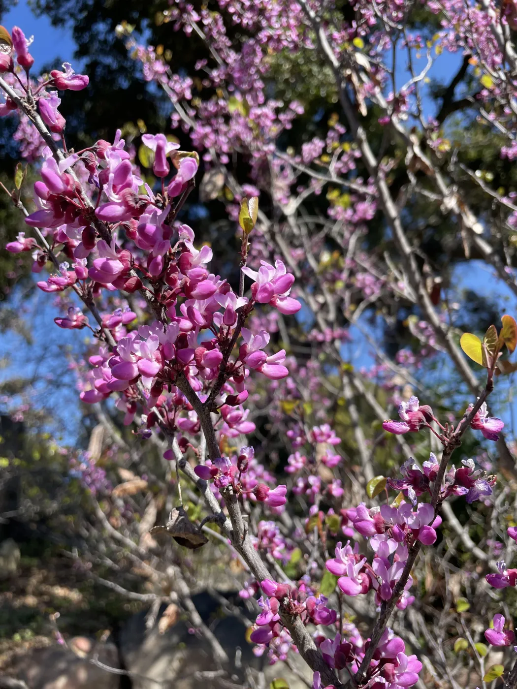 pretty flowers
