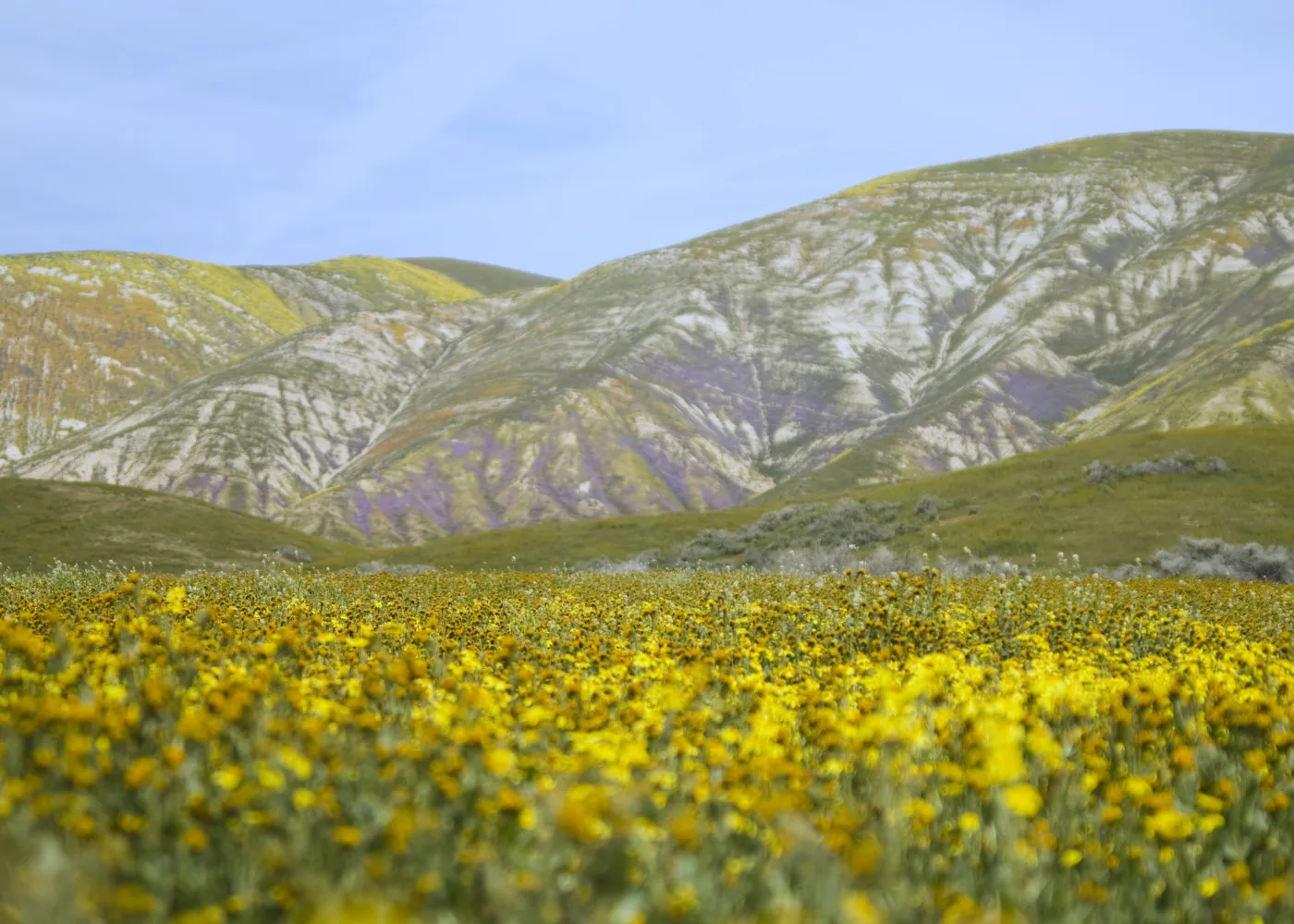 Wildflowers on Temblor Mountains- Carrizo Plain