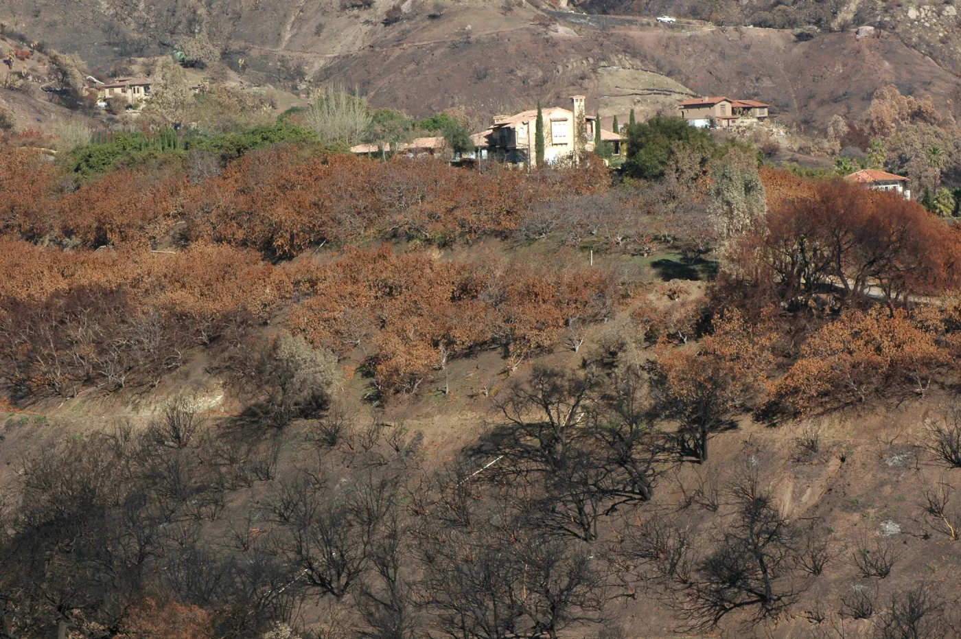 Tea Fire, Mountain Drive, House protected by avocado orchard.
