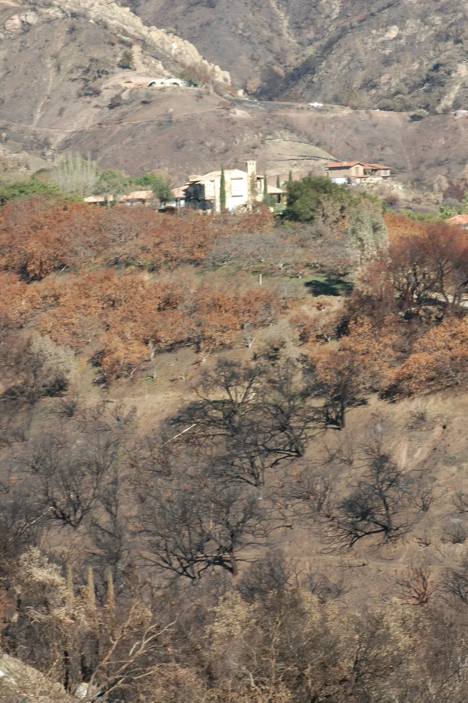 Tea Fire, Mountain Drive, house protected by avocado orchard