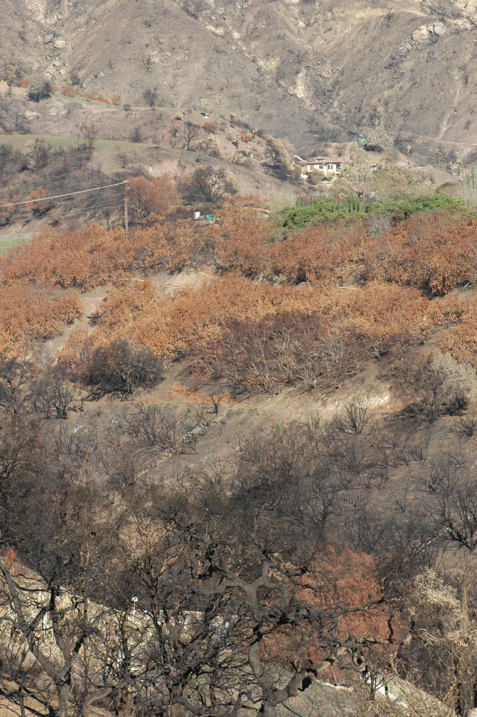 Tea Fire, Mountain Drive, House protected by avocado orchard. 