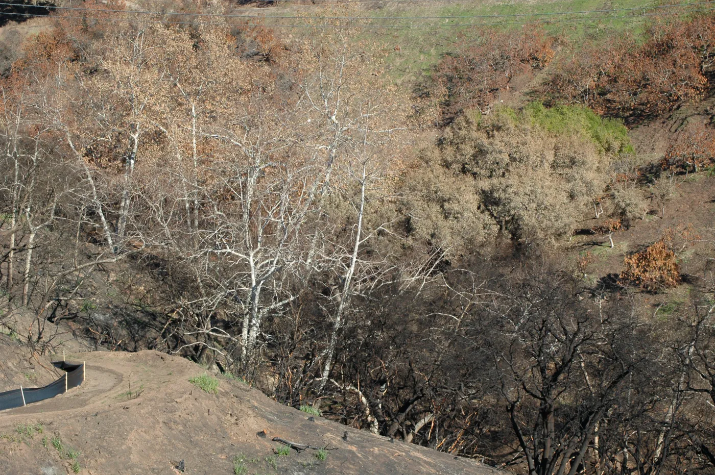 Tea Fire, Mountain Drive, riparian.