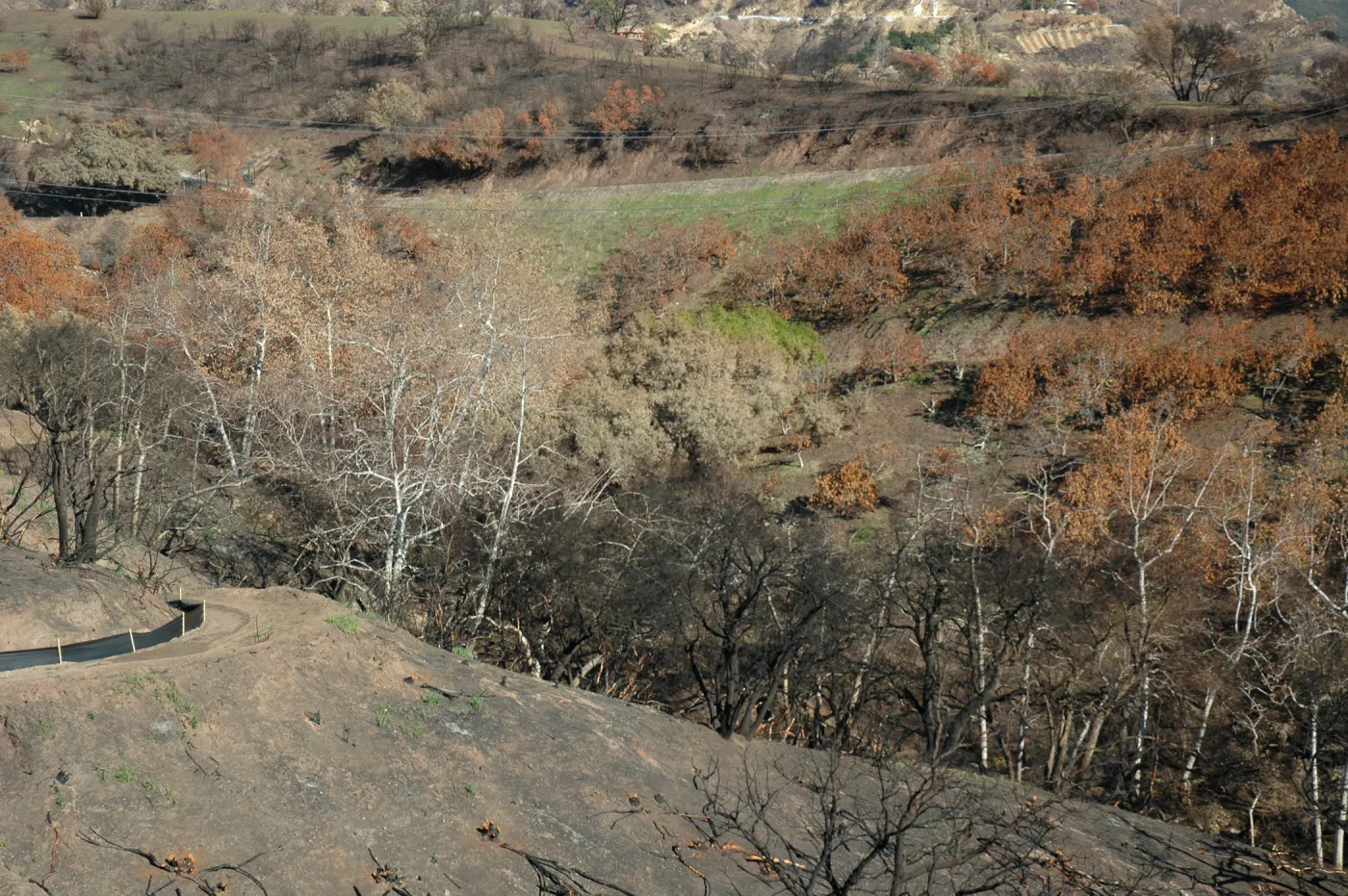 Tea Fire, Mountain Drive, riparian.