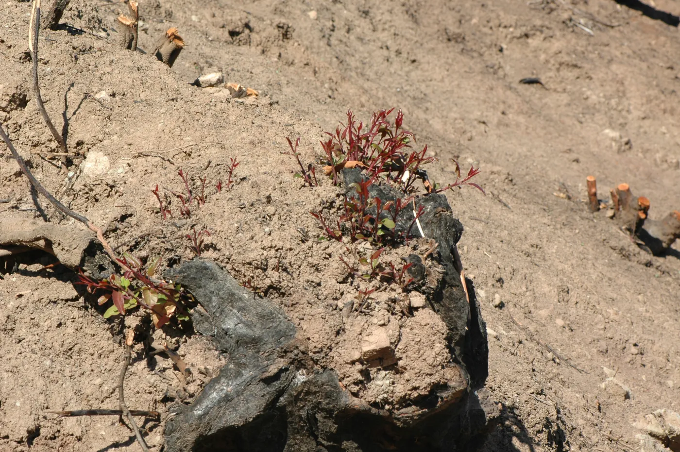 Tea Fire, vegetation regrowth.