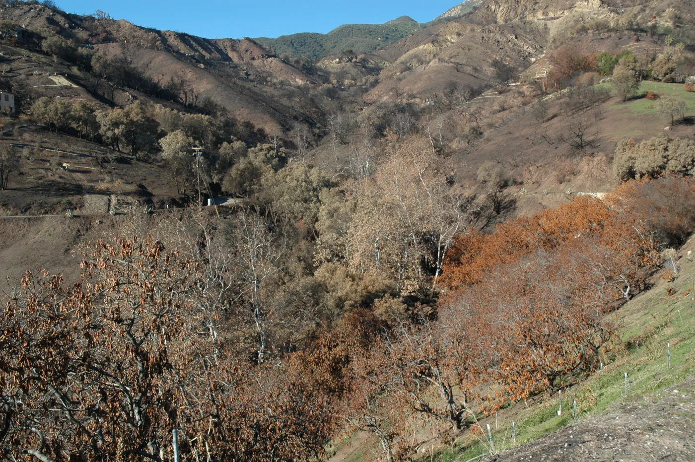 Tea fire, Mountain Drive.