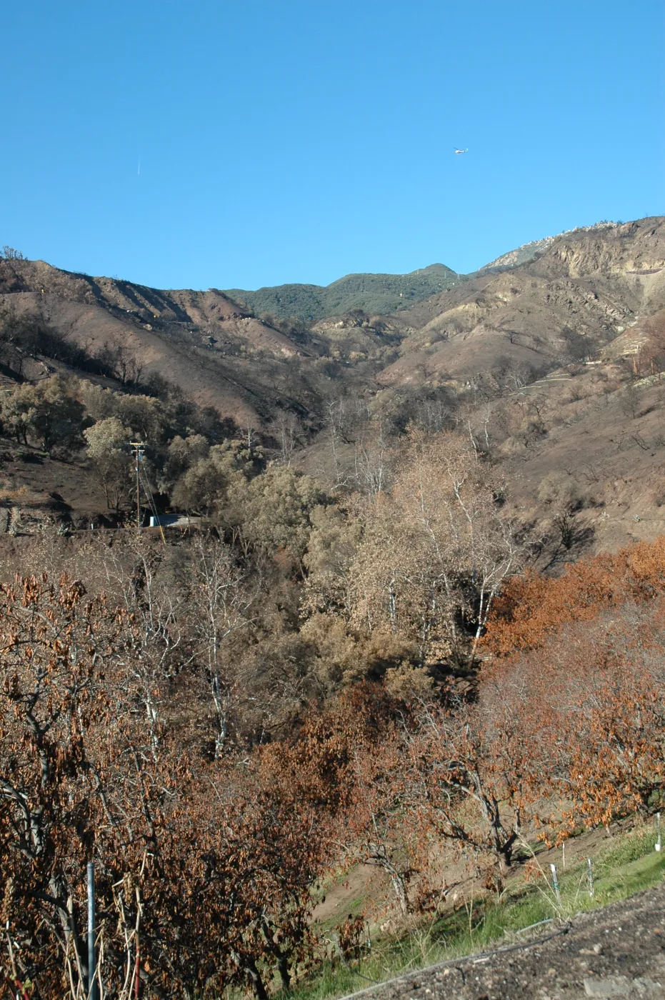 Tea fire, Mountain Drive. Riparian zone with sycamores and live oaks unburned