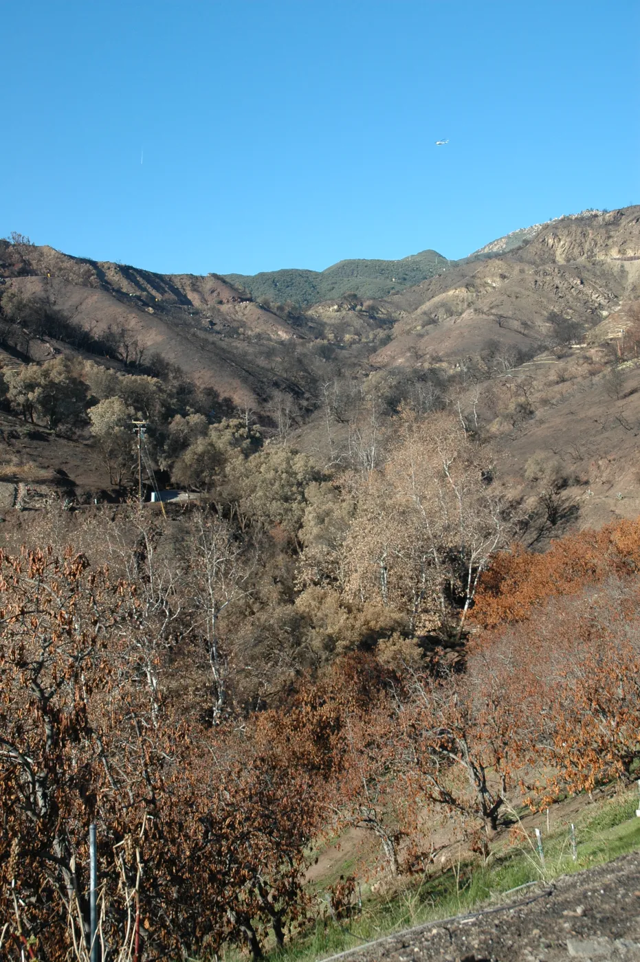 Tea fire, Mountain Drive. Riparian zone with sycamores and live oaks unburned