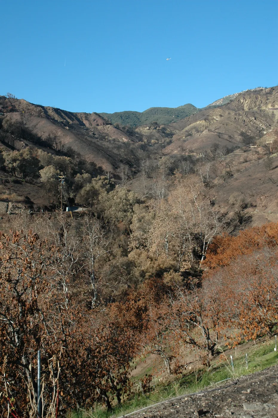 Tea fire, Mountain Drive. Riparian zone with sycamores and live oaks unburned
