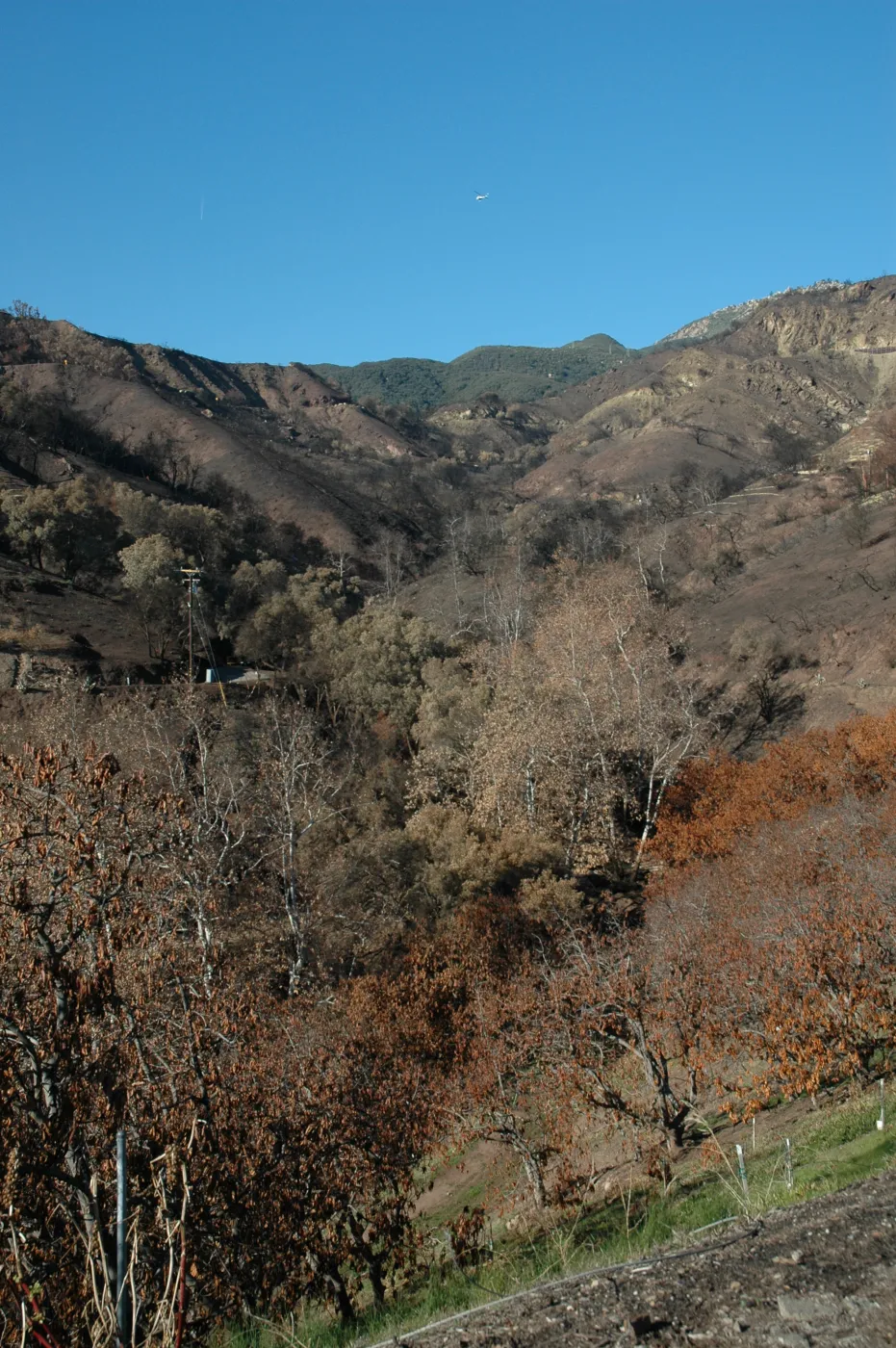 Tea fire, Mountain Drive. Riparian zone with sycamores and live oaks unburned