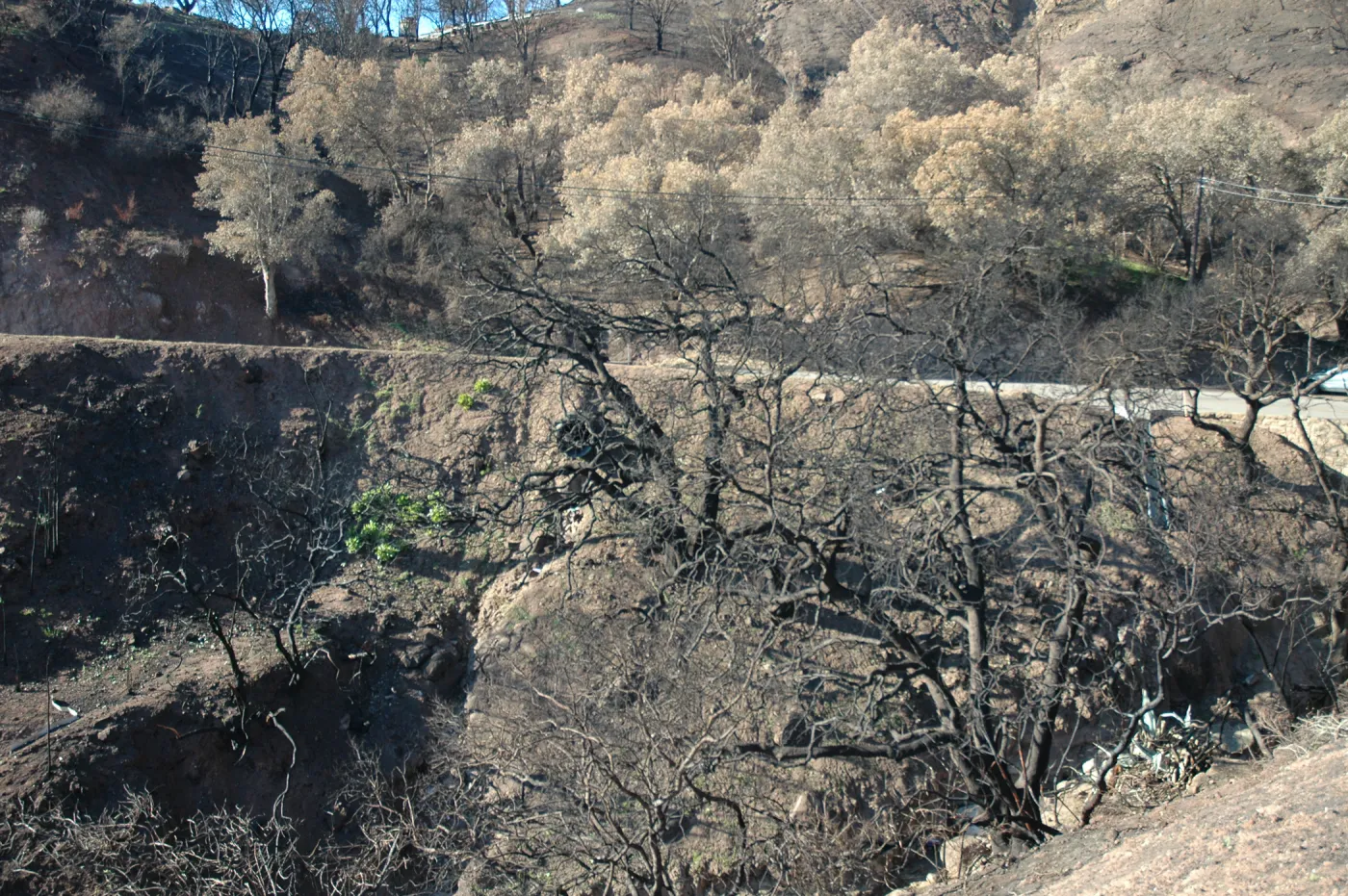 Tea fire, riparian, Mountain Drive. Live oaks burned and unburned, chimney effect