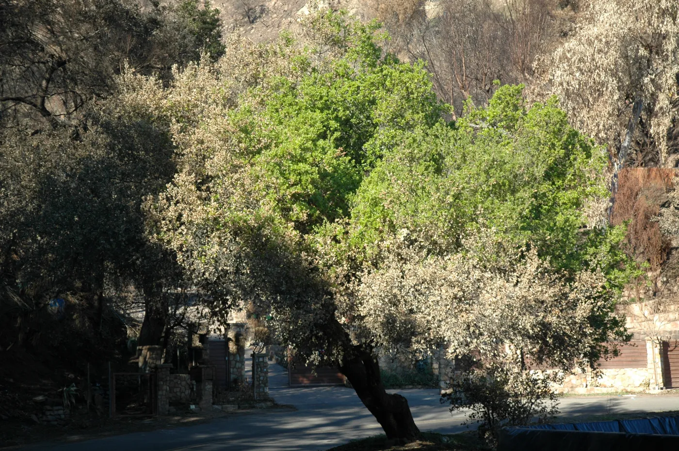 Tea Fire, live oak regrowth 6 weeks after fire