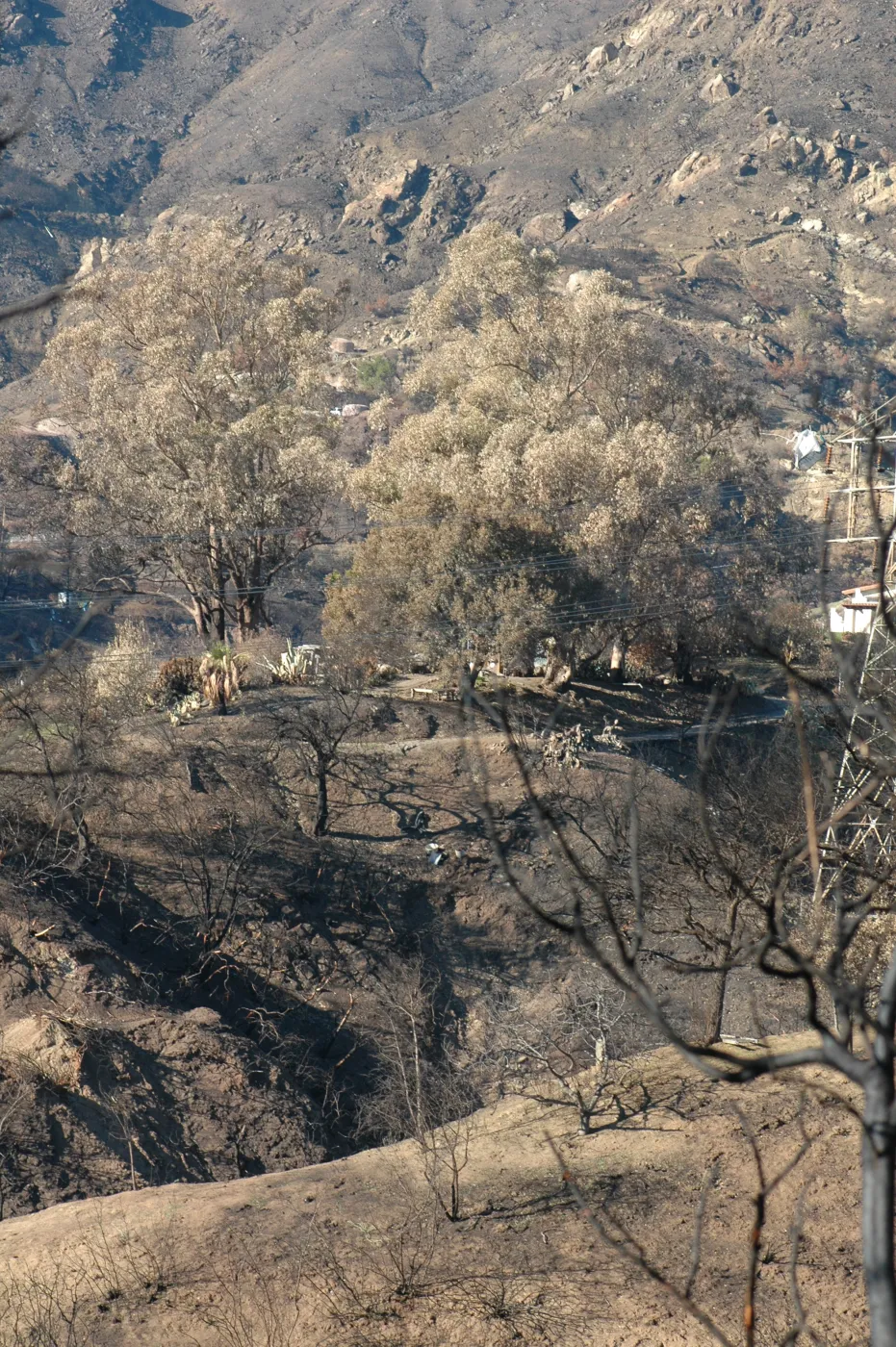 Tea fire, Coyote Drive, unburned eucalyptus at house site