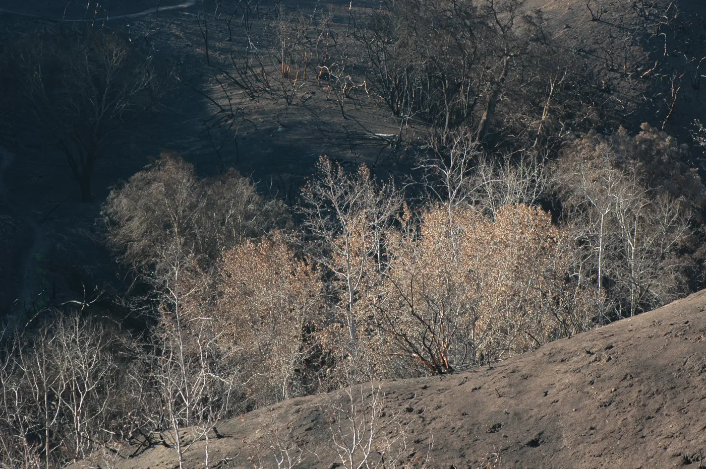 Tea fire, unburned riparian