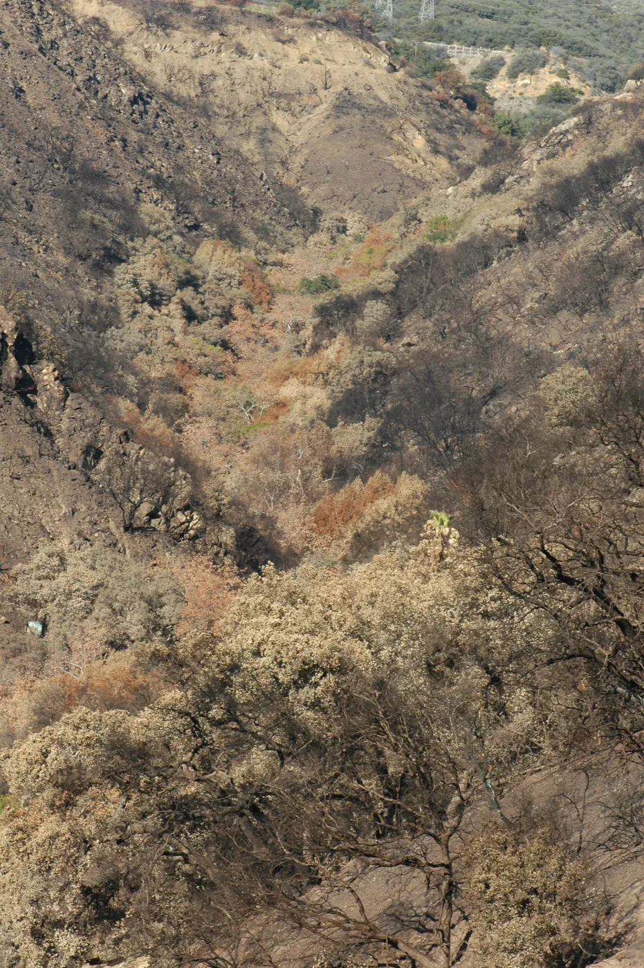 Tea fire, unburned riparian