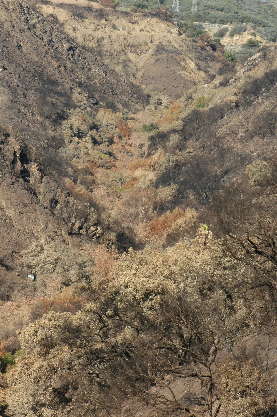 Tea fire, unburned riparian