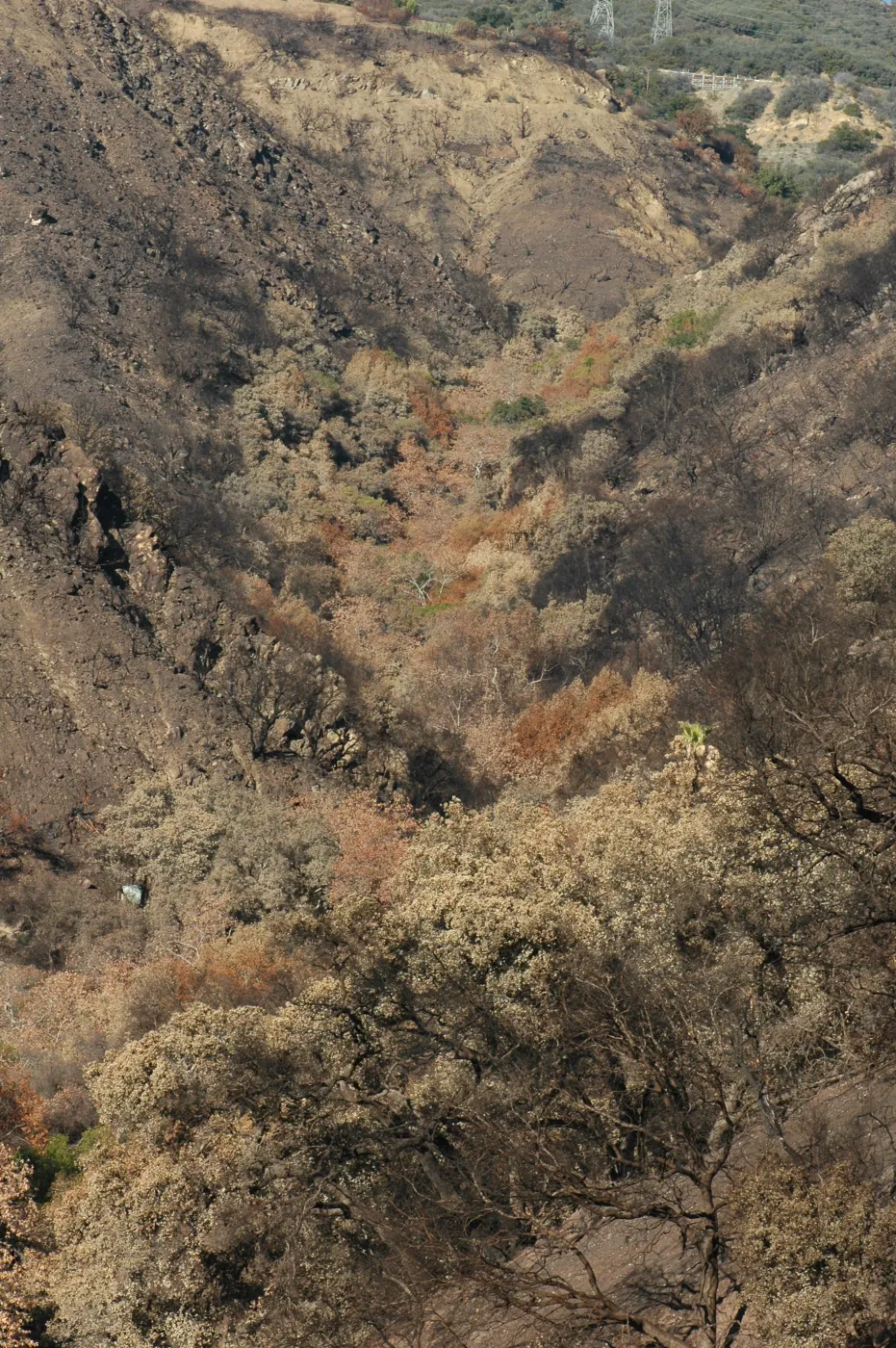Tea fire, unburned riparian