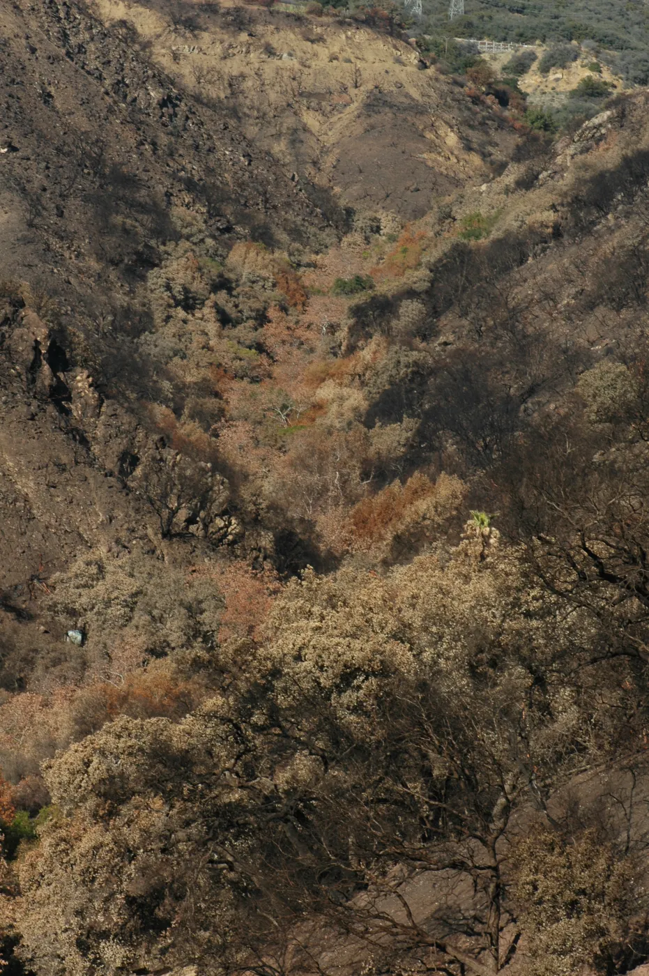 Tea fire, unburned riparian