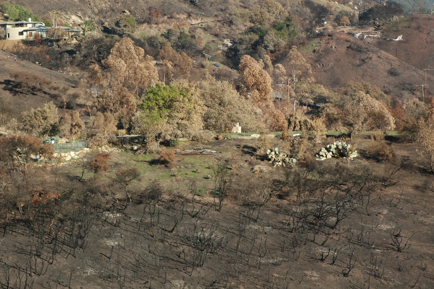 Tea fire, vegetation around burned home site