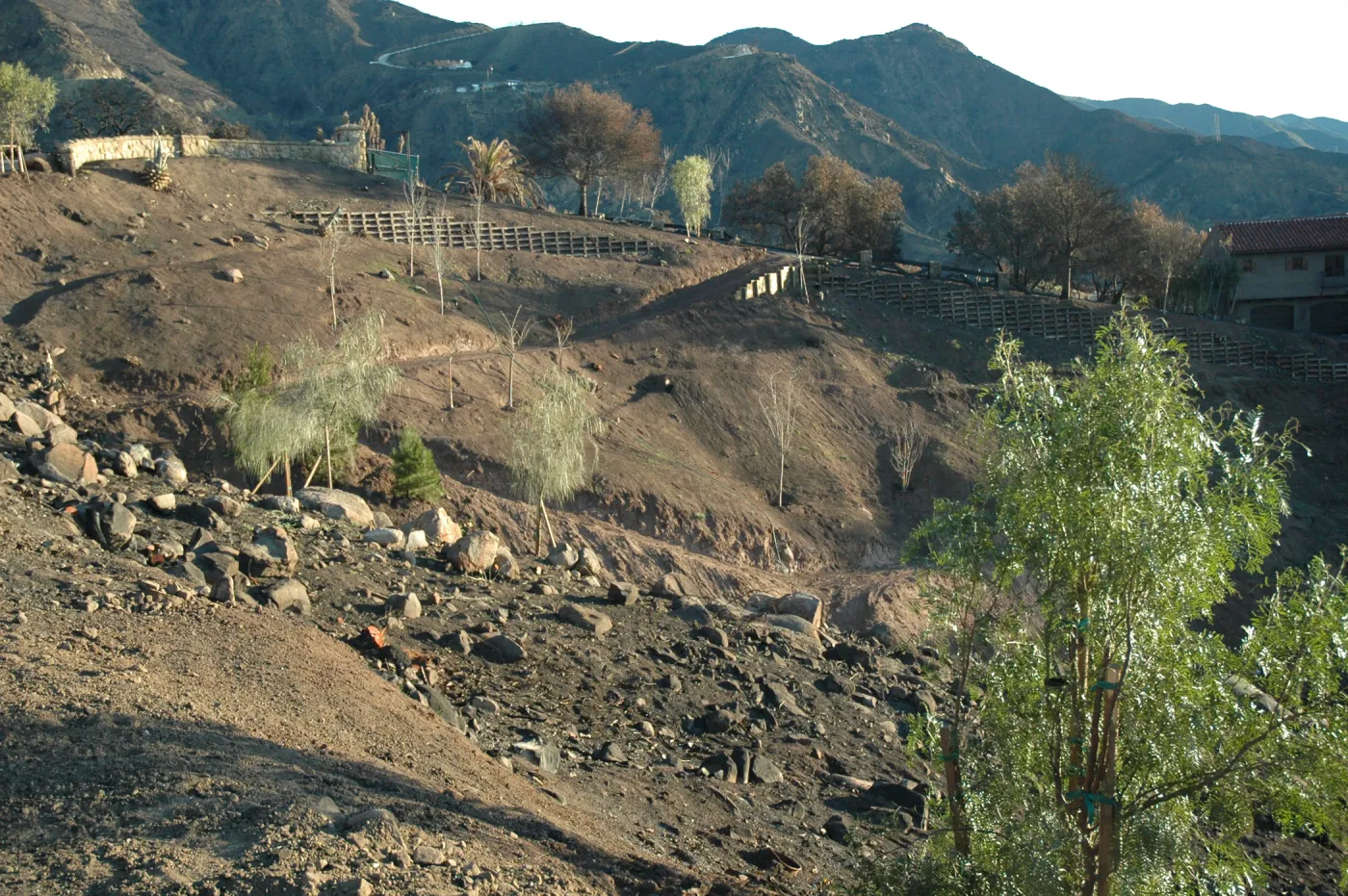 Tea fire, replanting chaparral slopes. Shinus molle, Geijera parviflora