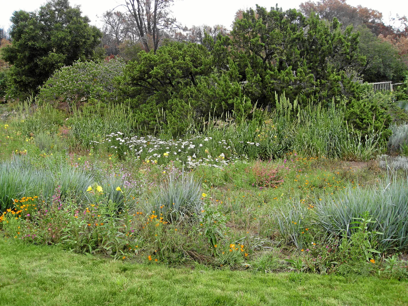 SBBG Meadow with lawn in foreground