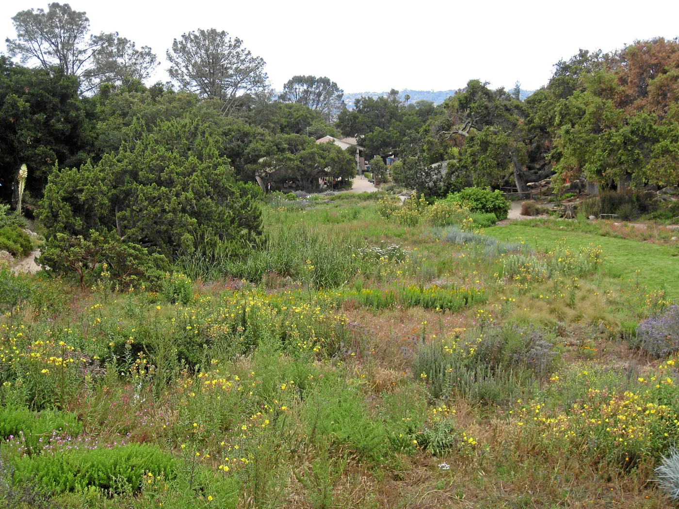SBBG Meadow as seen from roof of Herb Parker structure
