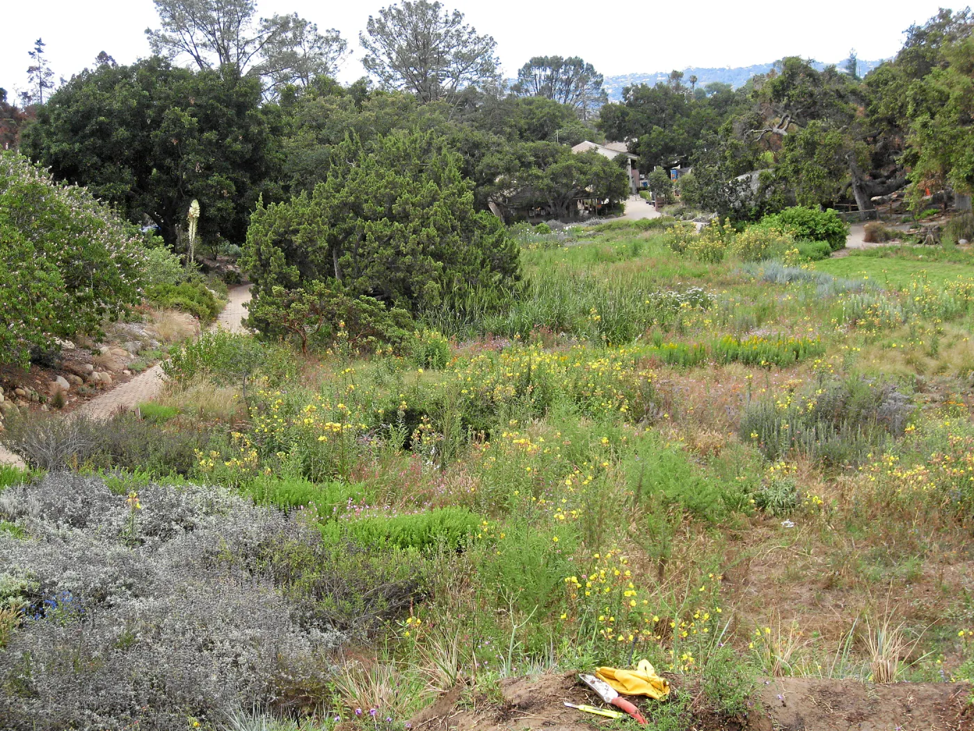 SBBG Meadow as seen from roof of Herb Parker structure