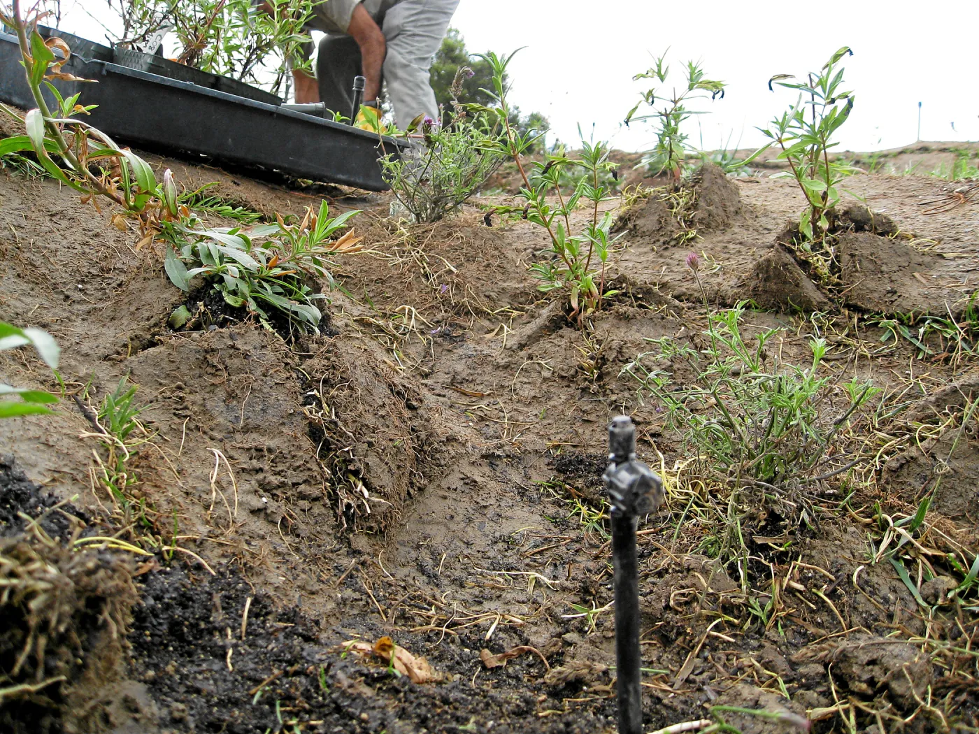 Roof of Herb Parker structure being planted