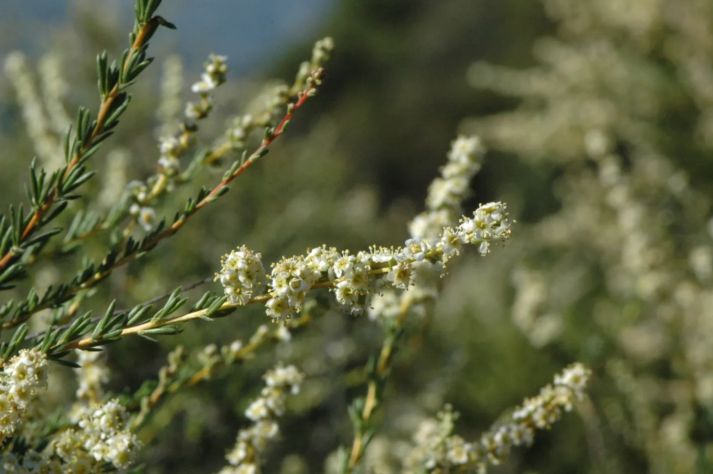 Adenostoma fasciculatum