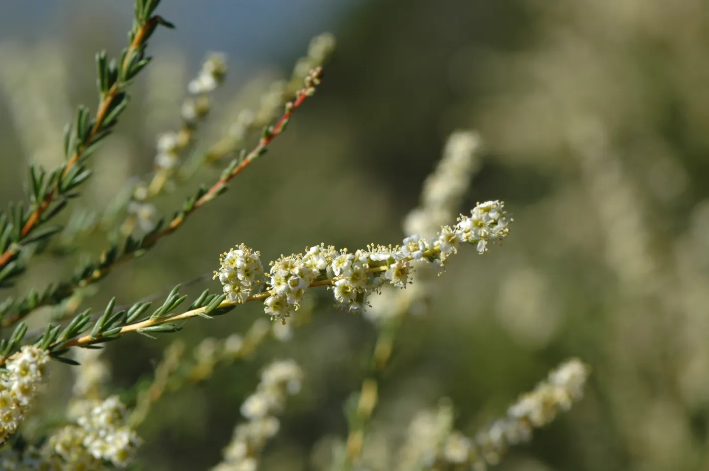 Adenostoma fasciculatum