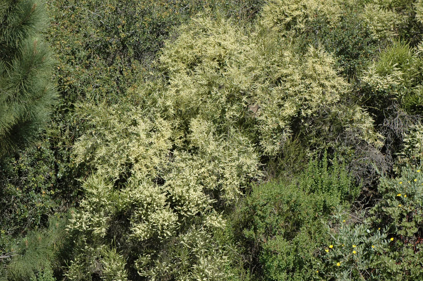 Adenostoma fasciculatum