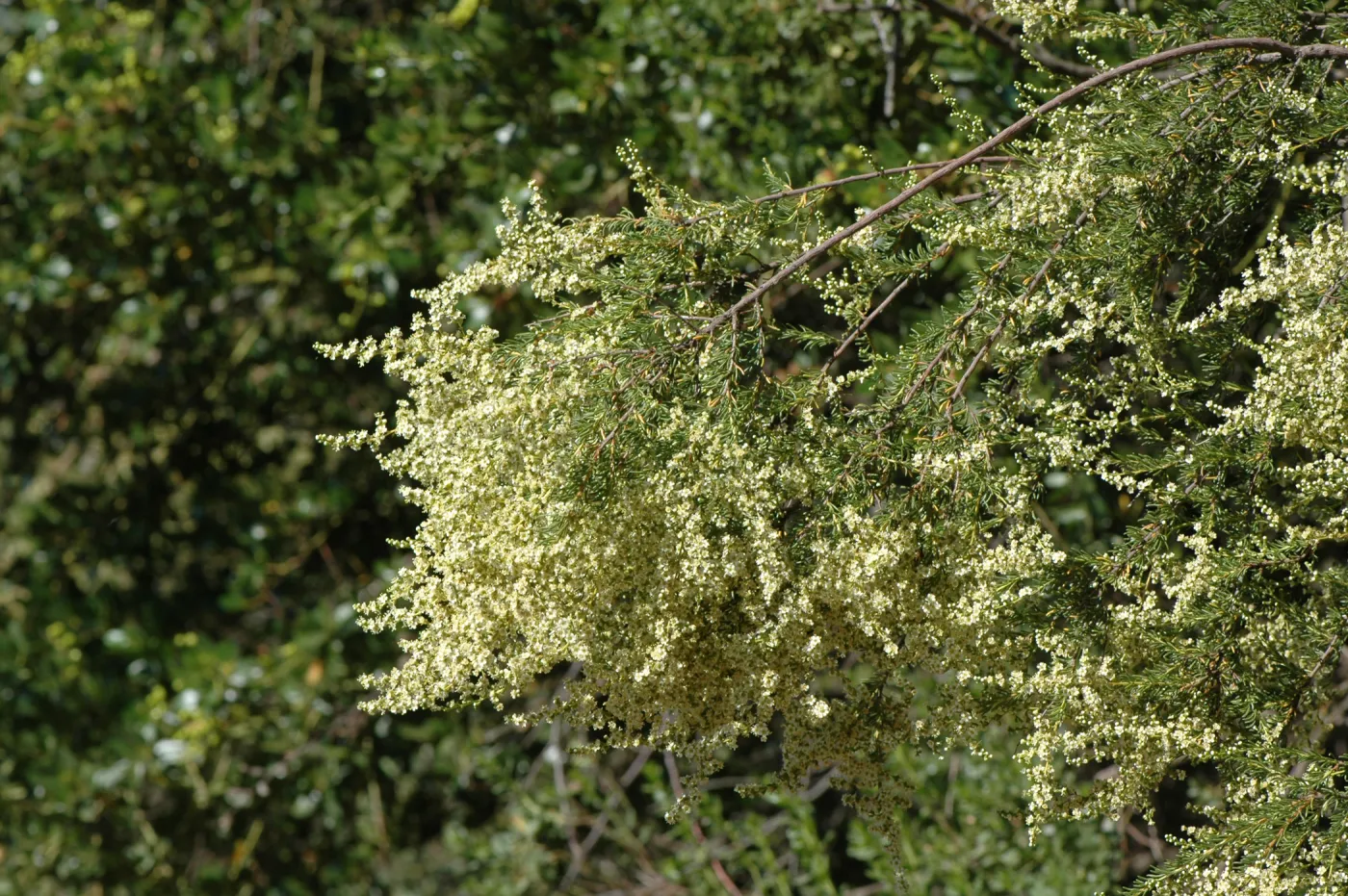 Adenostoma fasciculatum