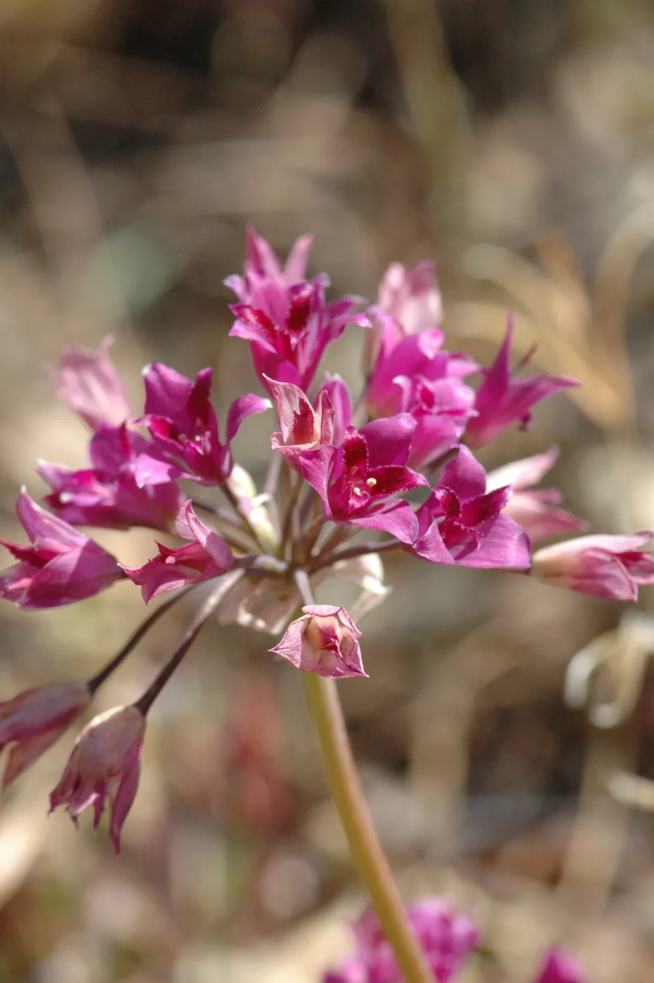 Allium crispum