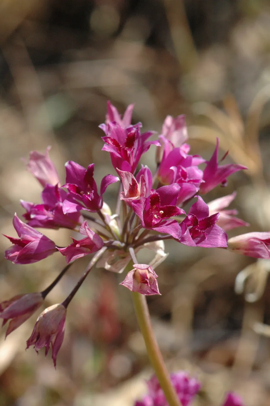 Allium crispum