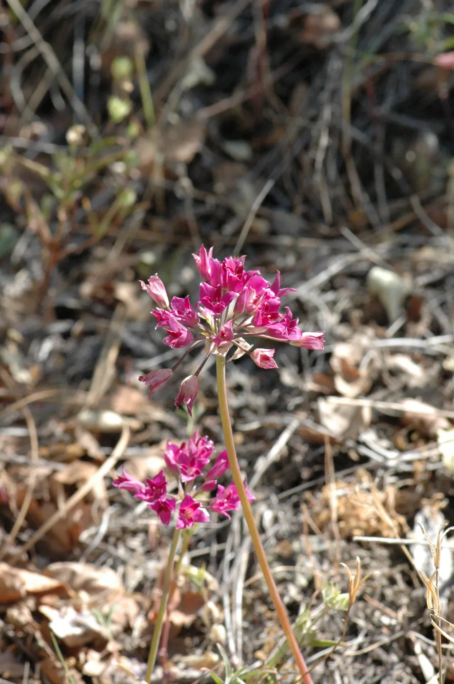 Allium crispum