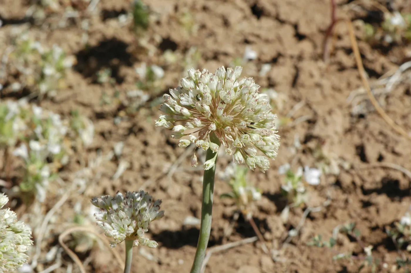 Allium howellii var. clokeyi