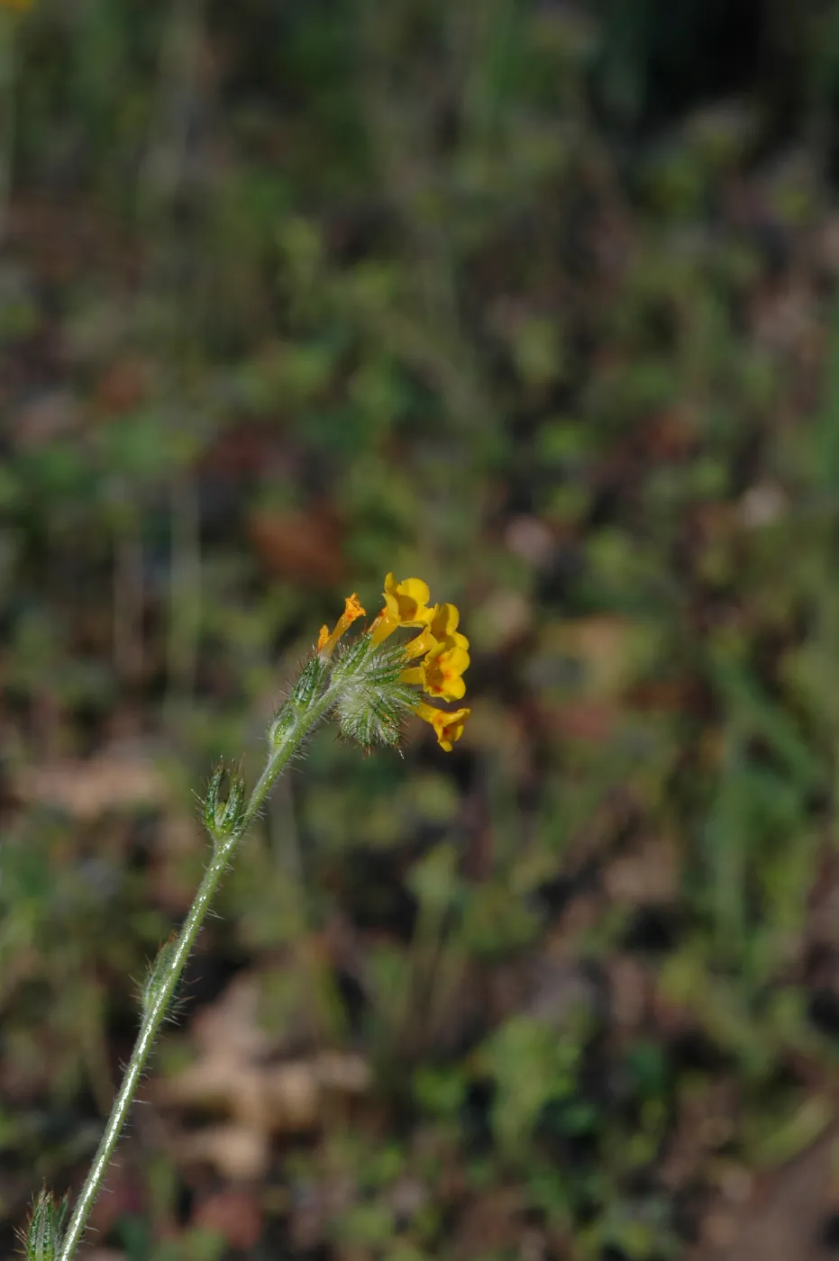 Amsinckia intermedia