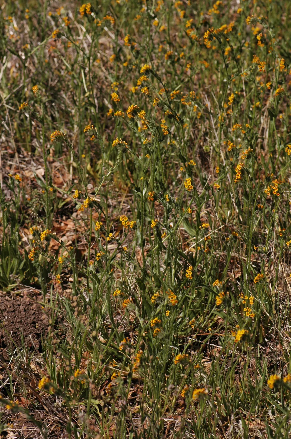 Amsinckia intermedia