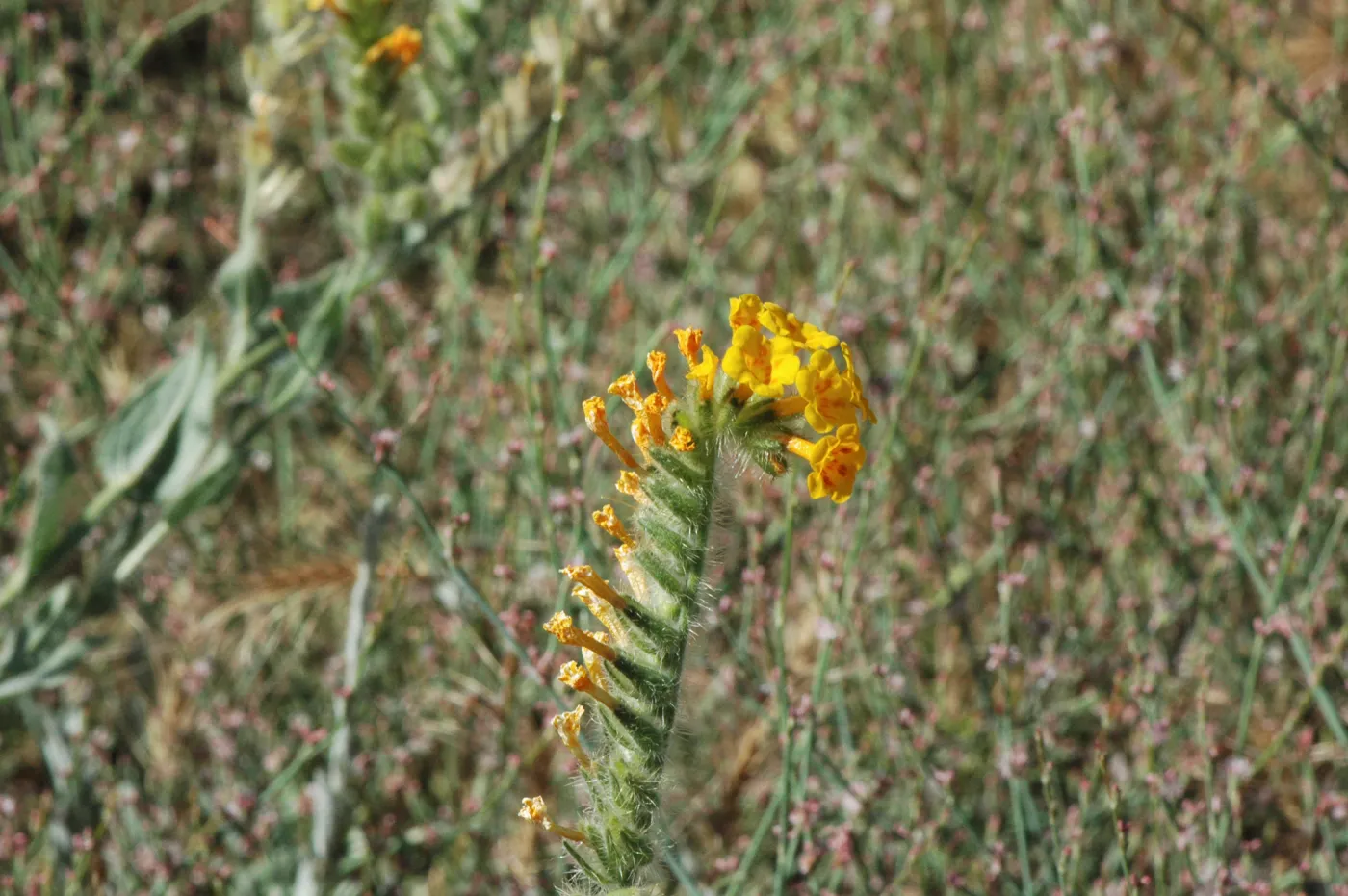 Amsinckia tesselata