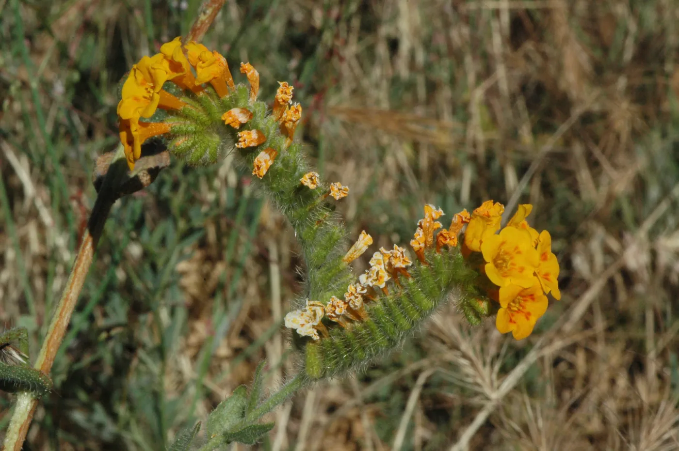 Amsinckia tesselata