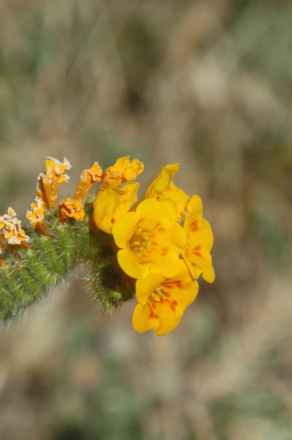 Amsinckia tesselata