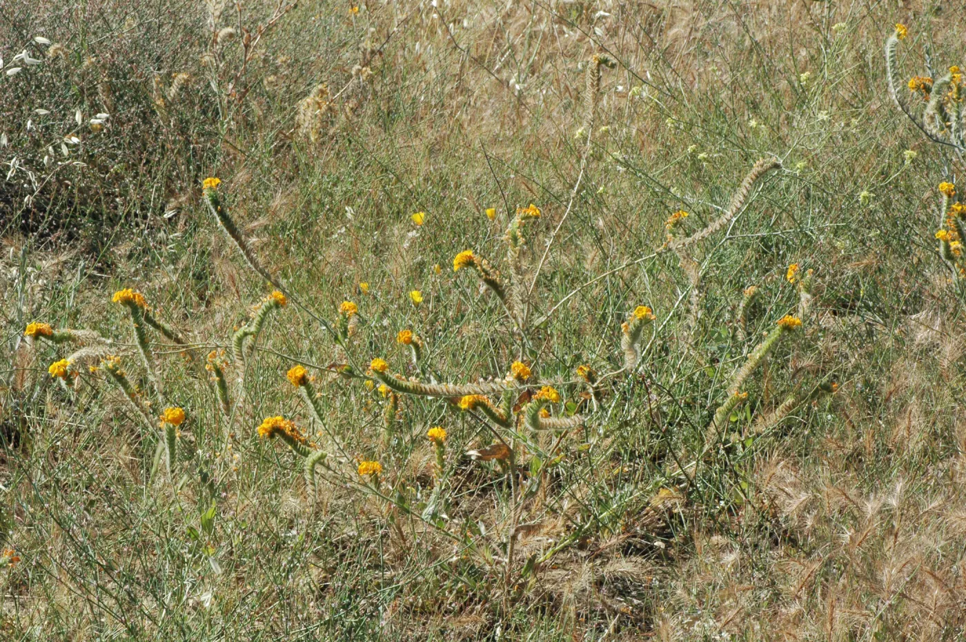 Amsinckia tesselata