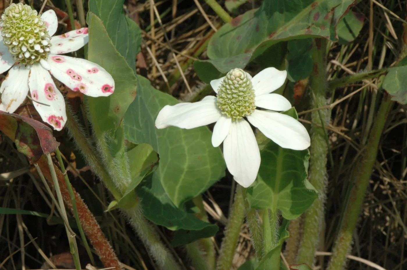 Anemopsis californica
