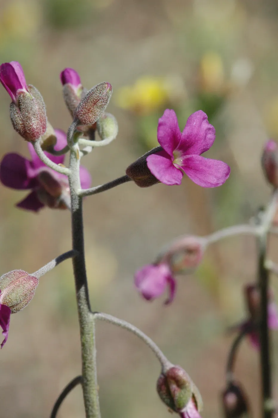 Arabis pulchra